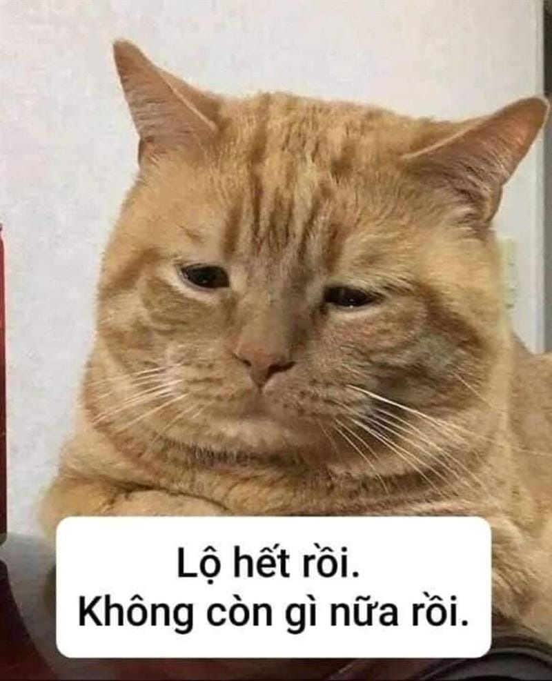 Trọn Bộ Sưu Tập Hơn 100+ Meme Dễ Thương Hay Dùng Nhất
