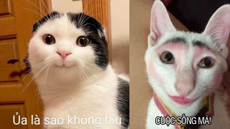 Trọn Bộ Sưu Tập Hơn 100+ Meme Dễ Thương Hay Dùng Nhất