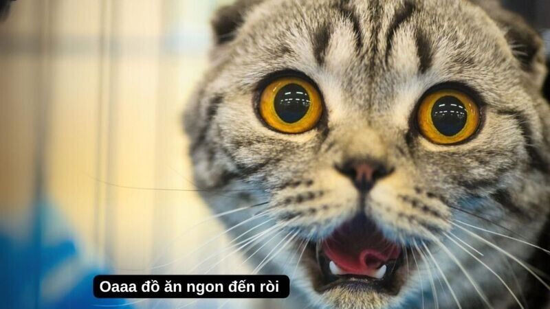 Trọn Bộ Sưu Tập Hơn 100+ Meme Dễ Thương Hay Dùng Nhất