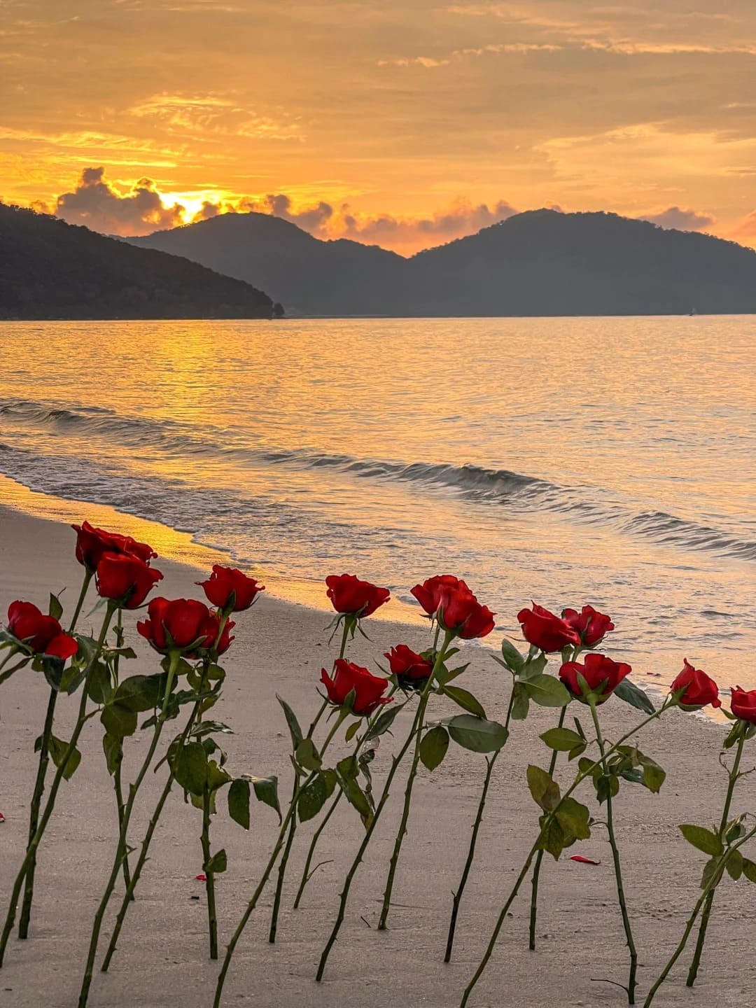 hình nền hoa hồng đỏ