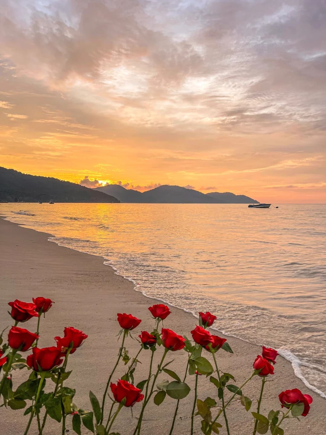 hình nền hoa hồng