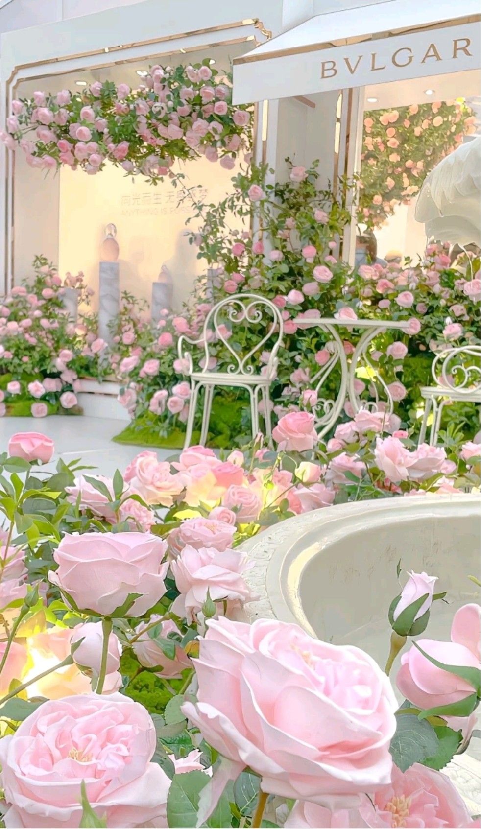 hình nền vườn hoa hồng