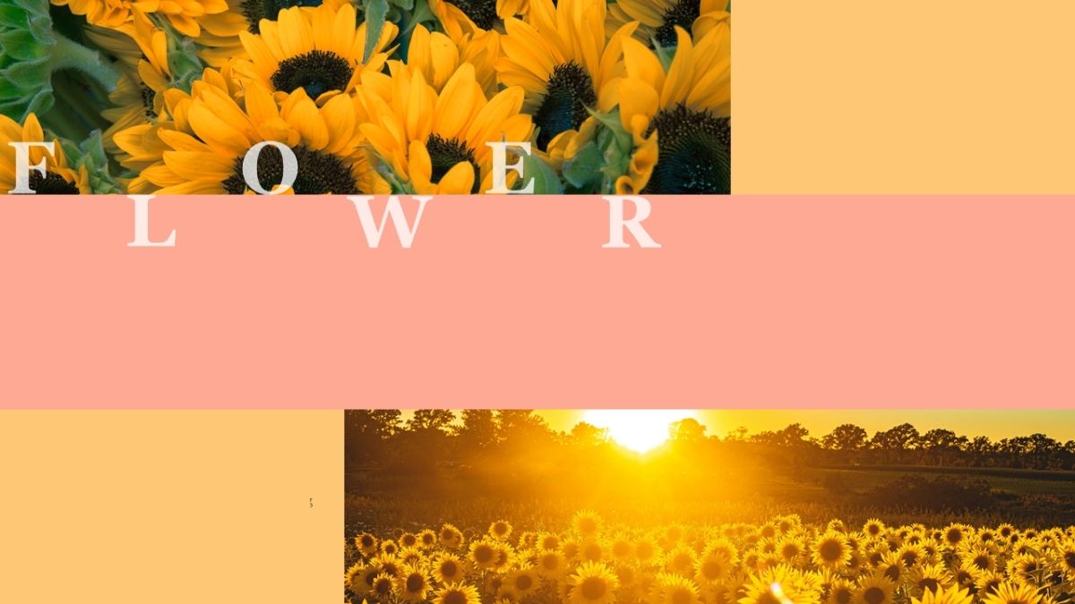 Nền slide PowerPoint hoa hướng dương nhẹ nhàng