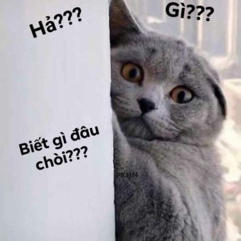 Ai biết gì đâu meme