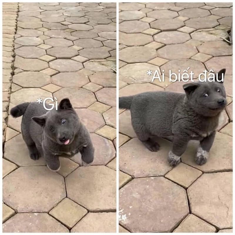 Hiện tượng meme ai biết gì đâu ở Việt Nam