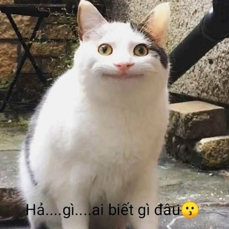 Ai biết gì đâu meme