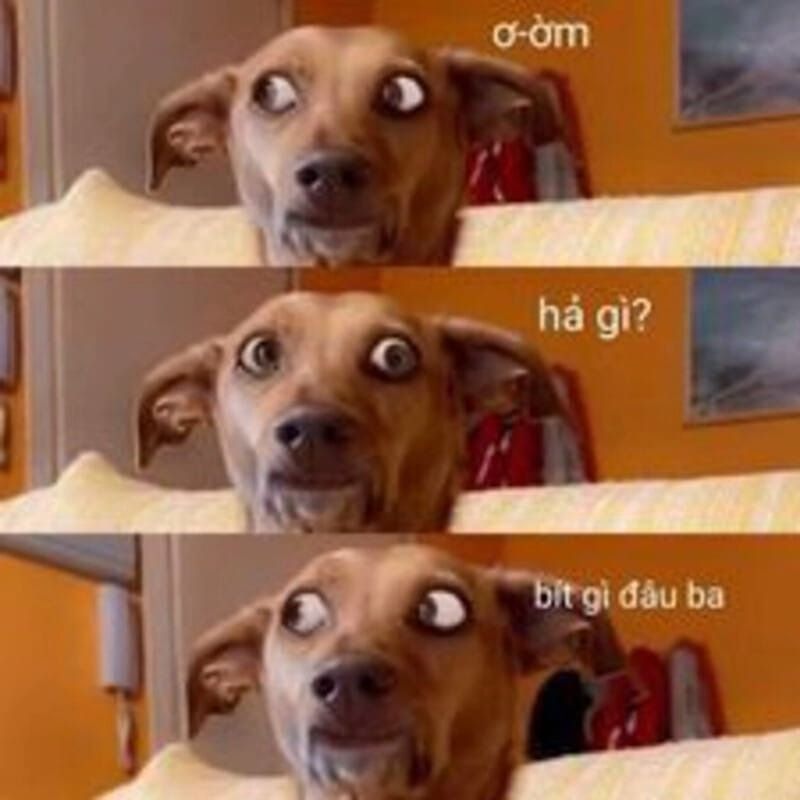 Ai biết gì đâu meme