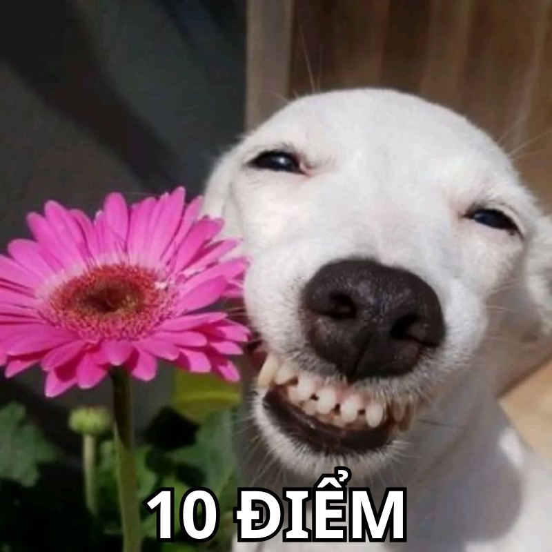 Meme 10đ chim cánh cụt