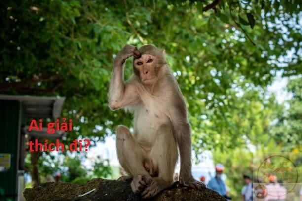 Meme khỉ gãi đầu