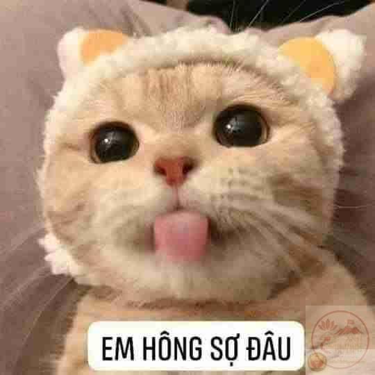 7 Lêu lêu ý tưởng | hình vui, đang yêu, hài hước