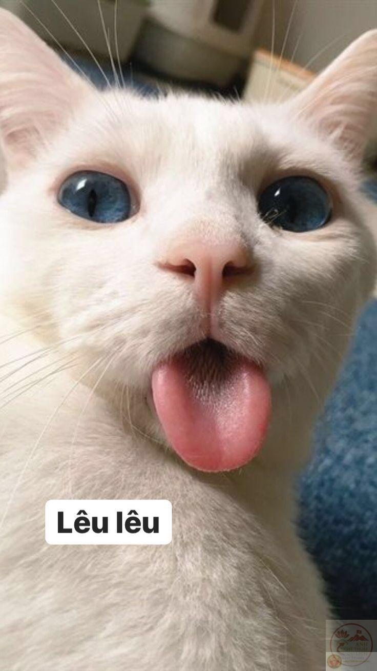 Lêu Lêu GIF - Lêu Lêu Lêu Lêu Lêu Rửa Mặt NhưMèo ChếGiễu - Discover & Share GIFs