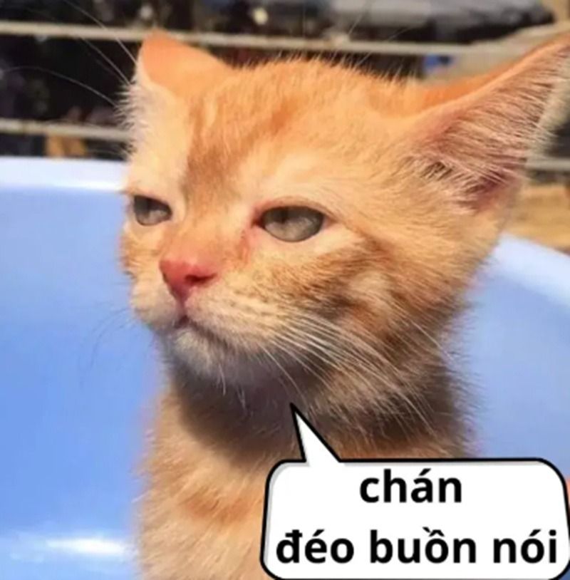 Hình ảnh mèo bất lực meme