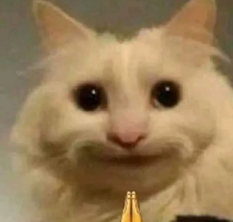 Hình ảnh mèo bất lực meme