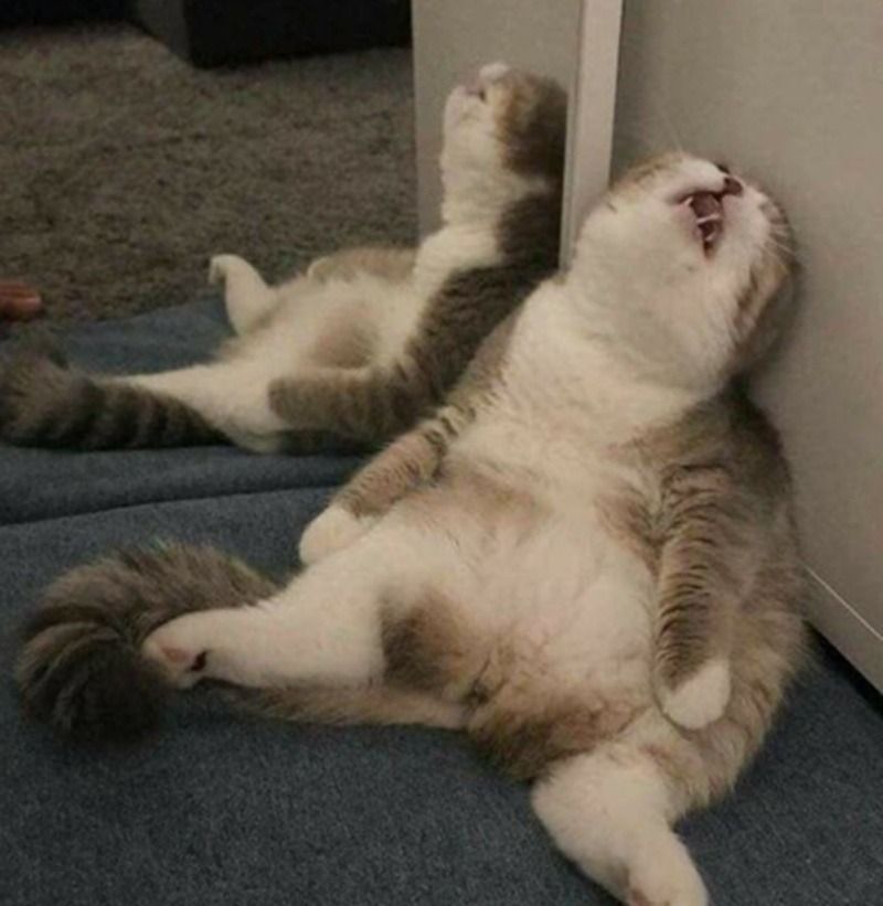 Hình ảnh mèo bất lực meme
