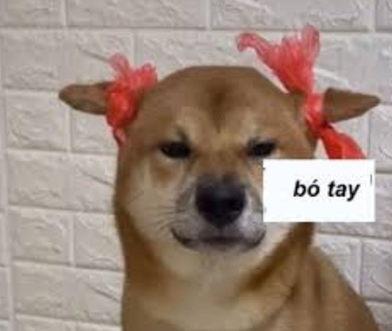 Các hình ảnh meme bất lực khác