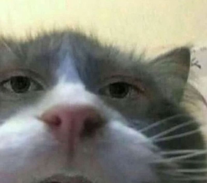 Hình ảnh mèo bất lực meme