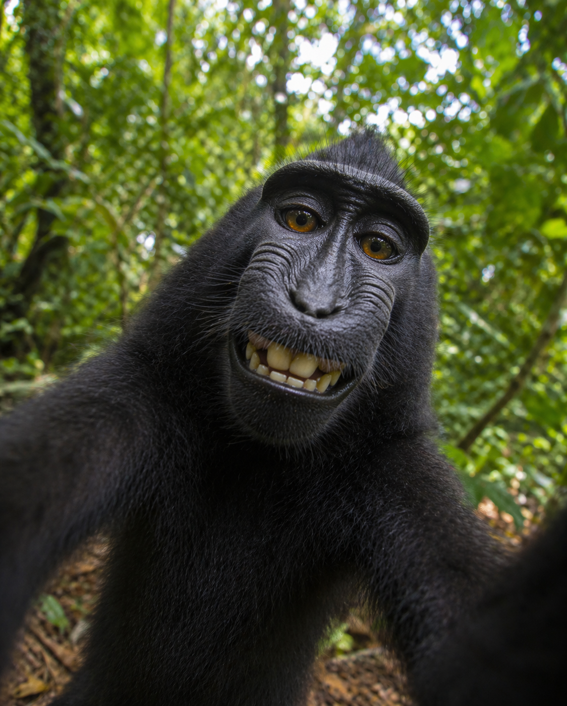 Two meme style images of a smiling black monkey face. On left text says What Me, Copytight and on the right the text reads Make Art Not Copyright. In the background is a screenshot of google image search results for monkey face, a wide variety of face types.