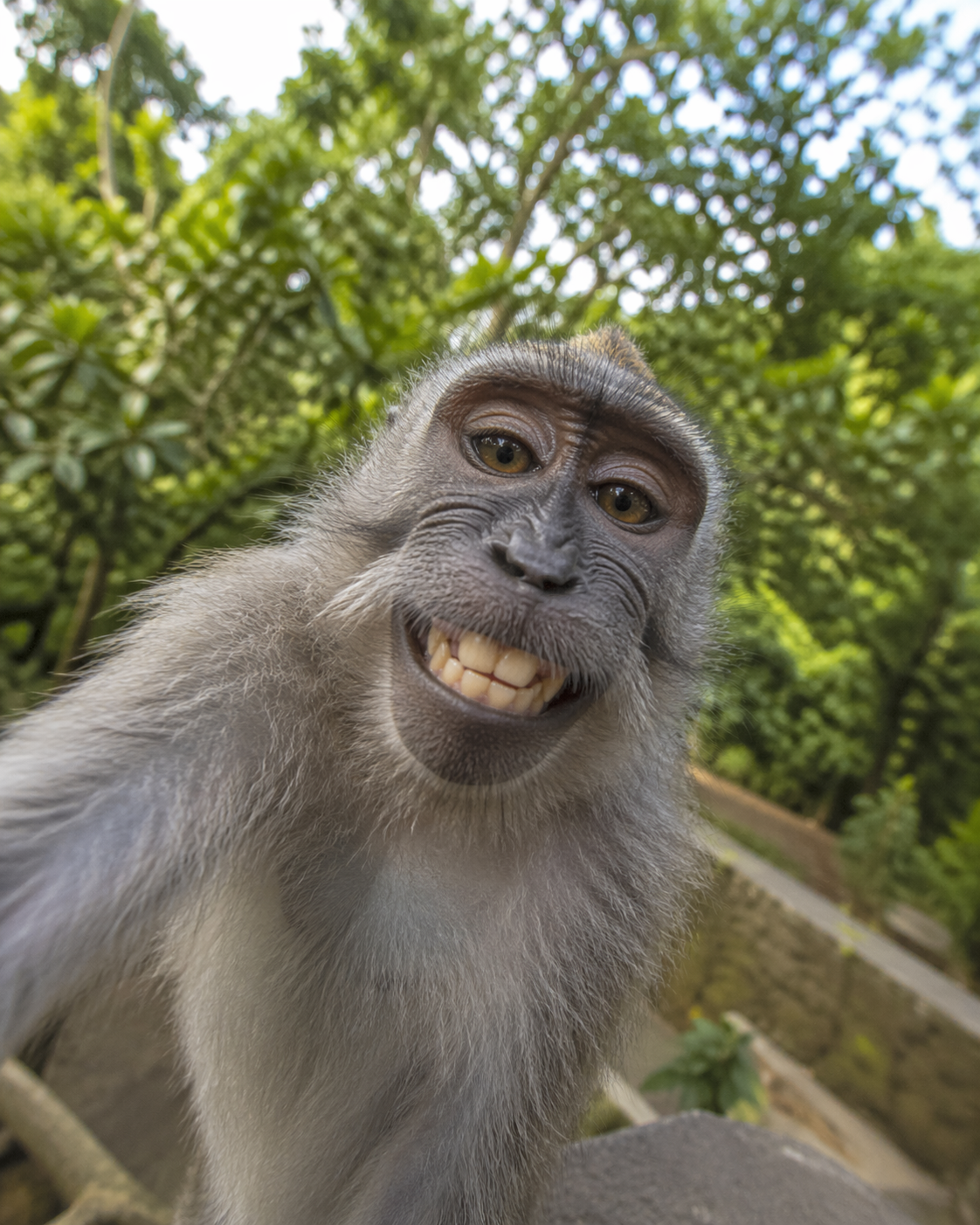 Smiling face of a black monkey in a forest.