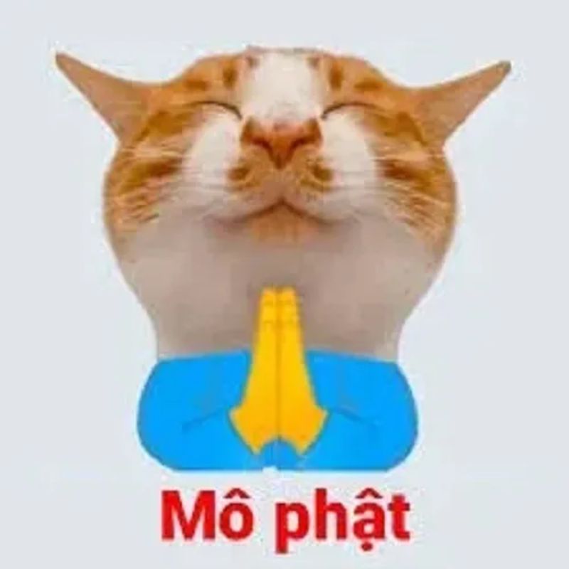 Mô Phật meme mèo