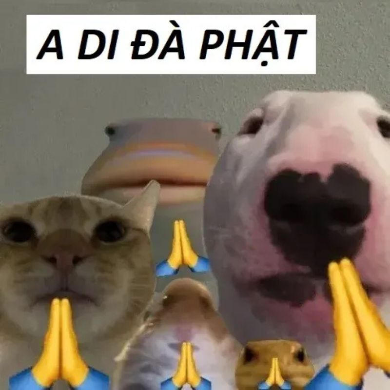 A di đà Phật meme chó, mèo, chuột