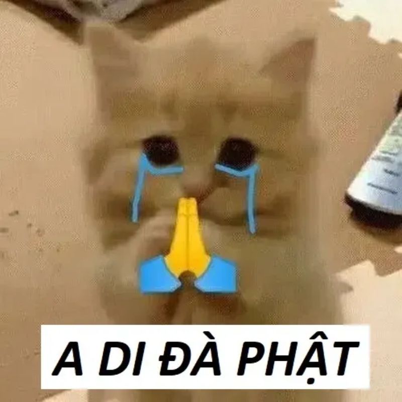 Ảnh mèo A di đà Phật