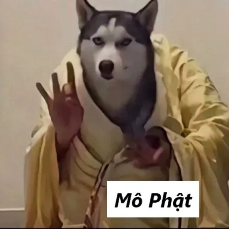 Chó mô Phật meme hài