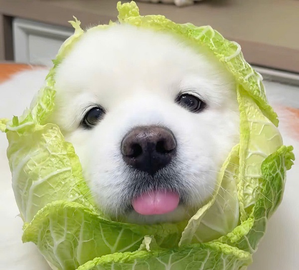 hình ảnh con chó ngáo 1