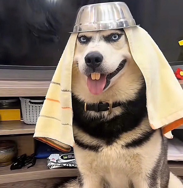 hình ảnh con chó ngáo 2