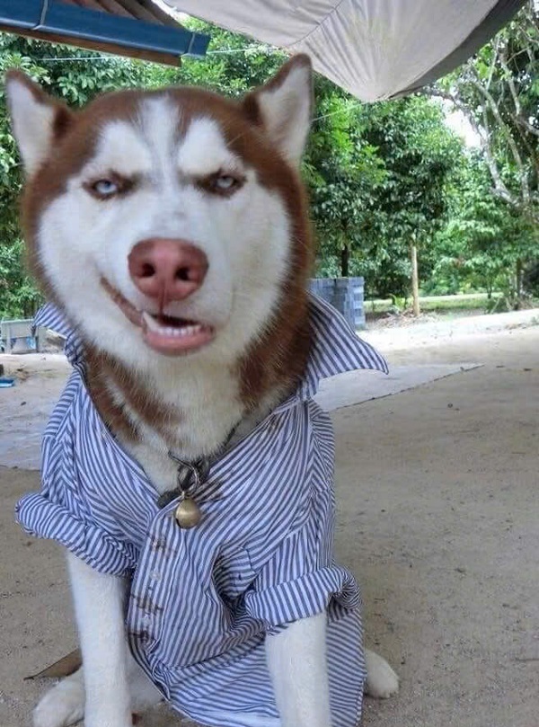 hình ảnh con chó ngáo 26