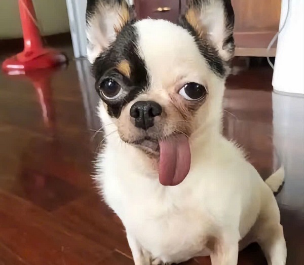 hình ảnh con chó ngáo 42