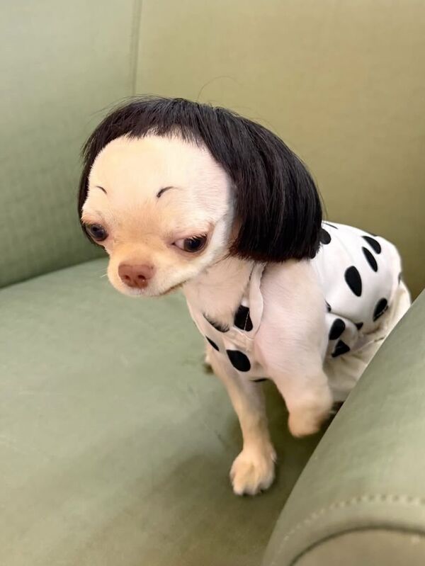 Hình ảnh con chó ngáo 10