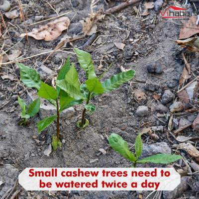 grow-cashew-nuts