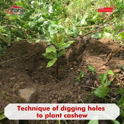 How to grow cashew nuts? Time and farming technique