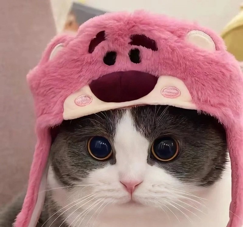 Bộ avatar đôi cute mèo siêu đáng yêu