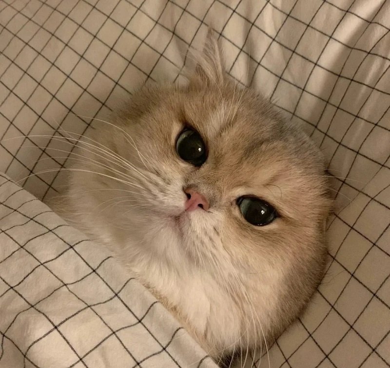Avatar đôi cute mèo đáng yêu cho bạn thân
