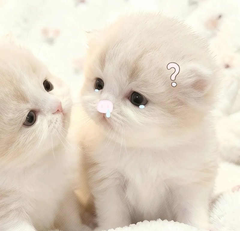 Bộ avatar đôi cute mèo cực kỳ dễ thương
