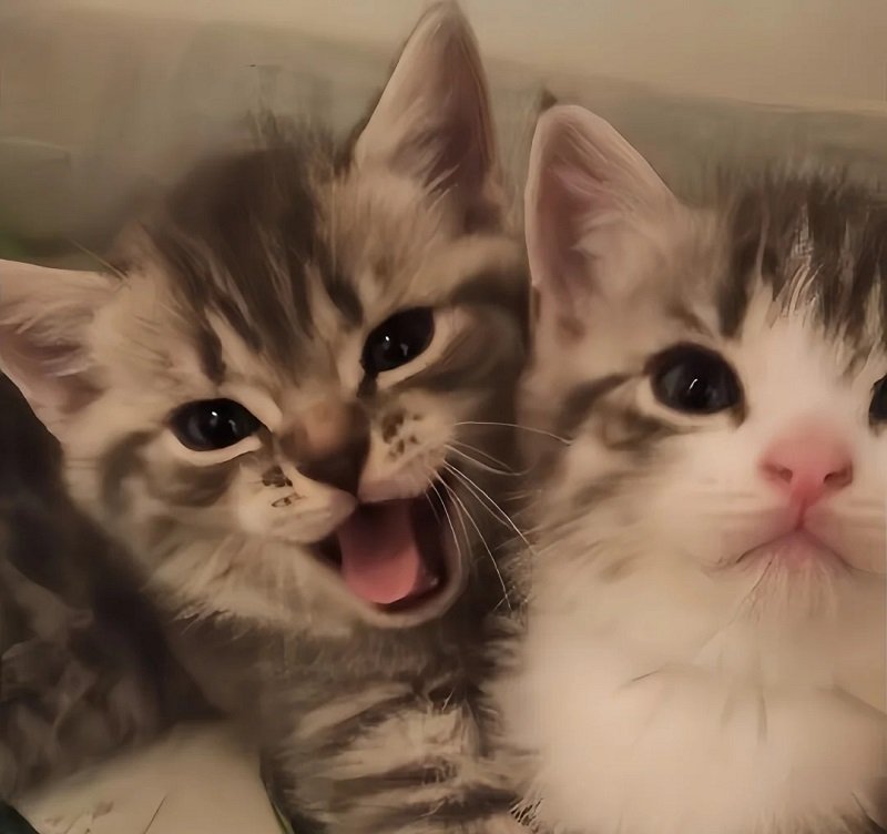 Hình avatar đôi cute mèo ngọt ngào dễ thương