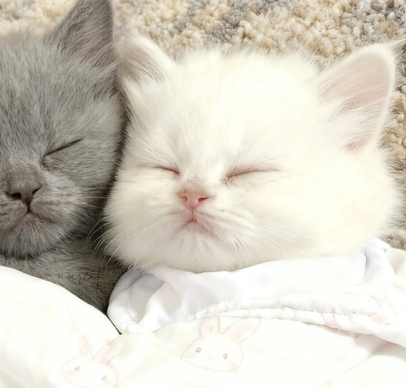 Bộ avatar đôi cute mèo anime cực đẹp