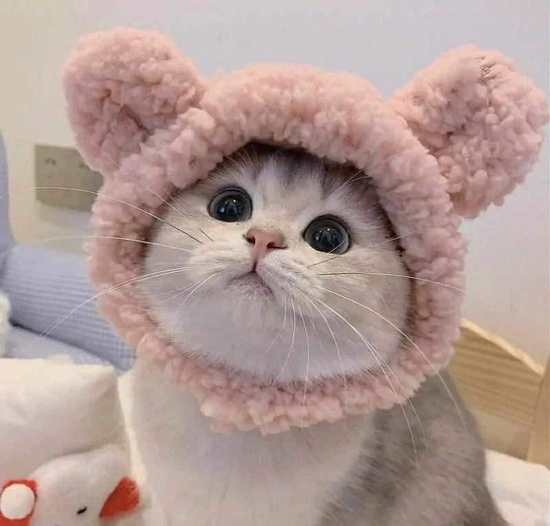 Avatar đôi cute mèo cute phô mai que