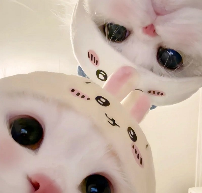 Avatar đôi cute mèo dễ thương phong cách Nhật Bản