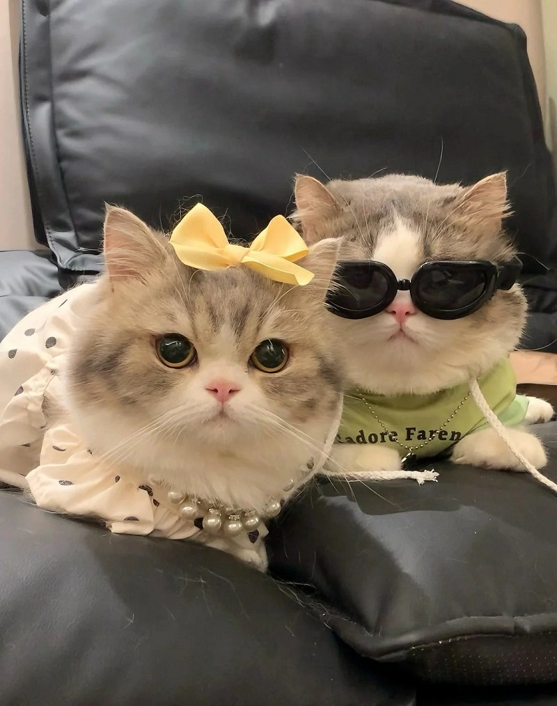 Avatar đôi cute mèo cute dành cho couple yêu xa