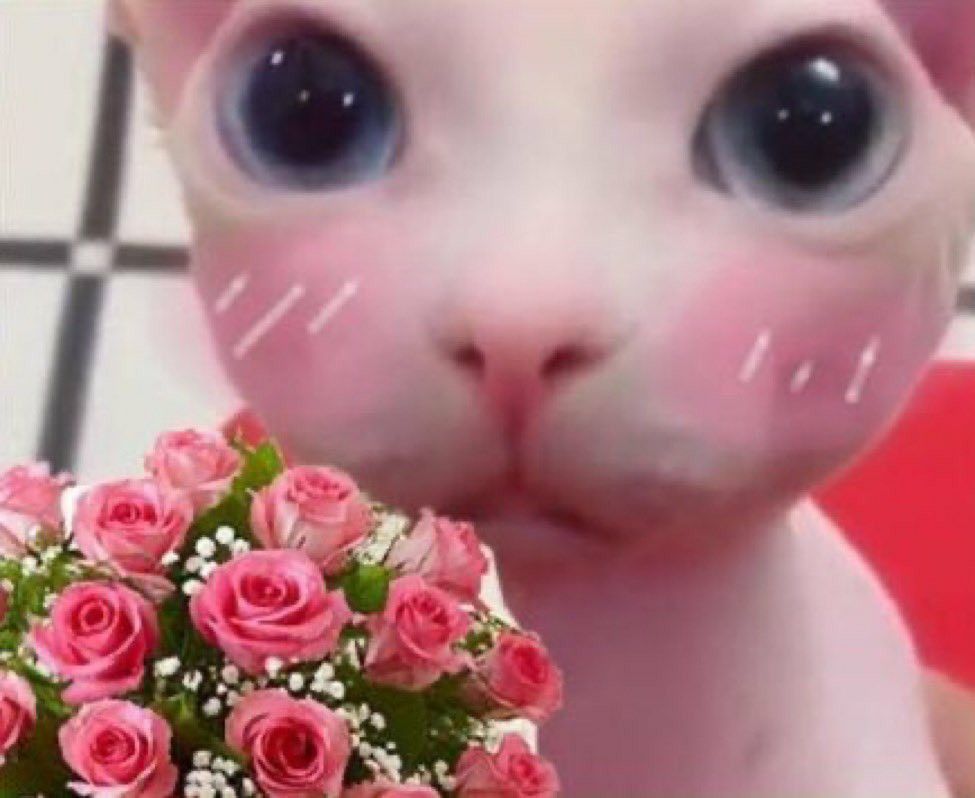 Meme mèo tặng hoa cute