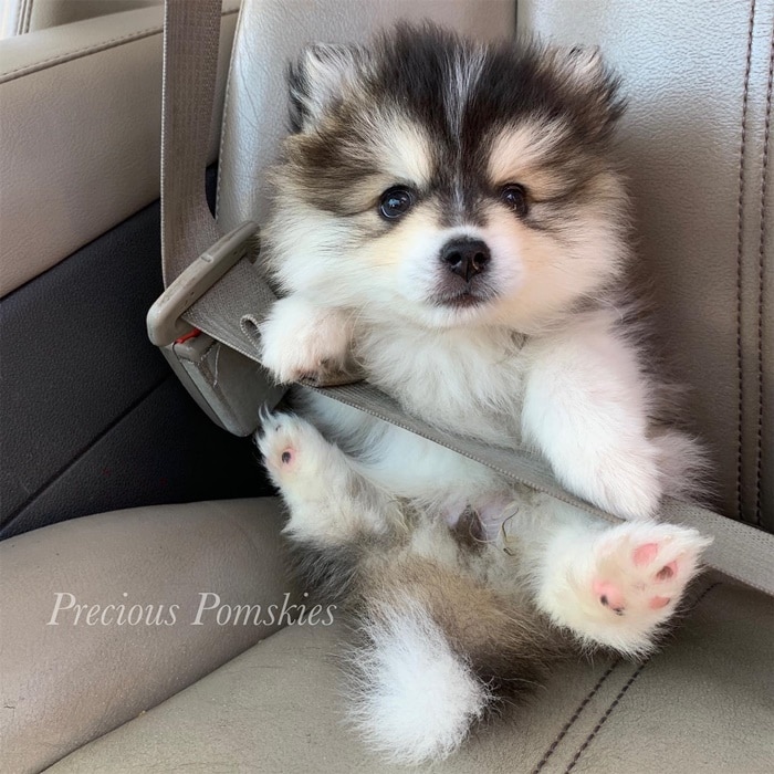 hinh anh cho pomsky dep 84 115
