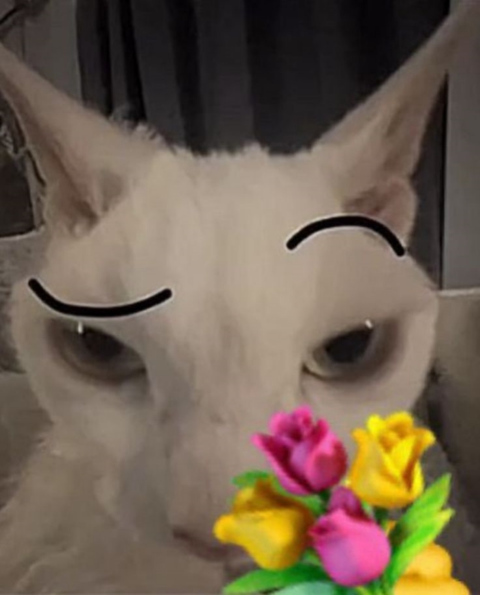 meme tặng hoa