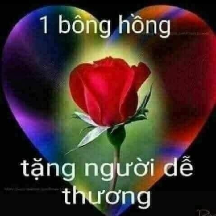 meme tặng hoa