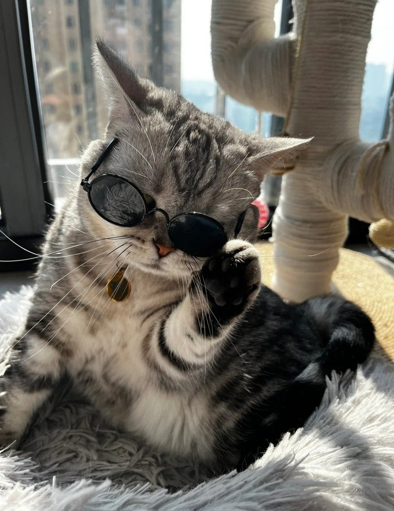 Ảnh mèo đeo kính meme hài hước