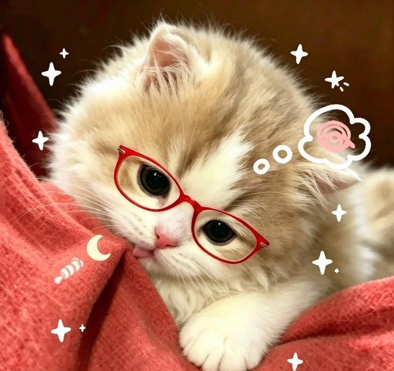 Ảnh chú mèo đeo kính đang tạo dáng