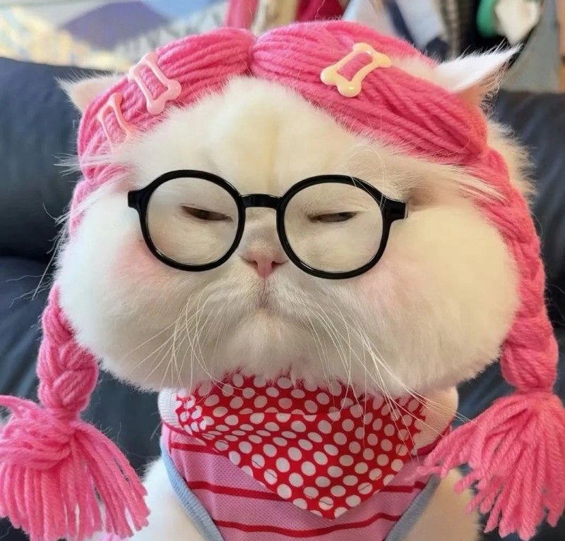 Hình ảnh mèo đeo kính dễ thương cho người yêu thú cưng