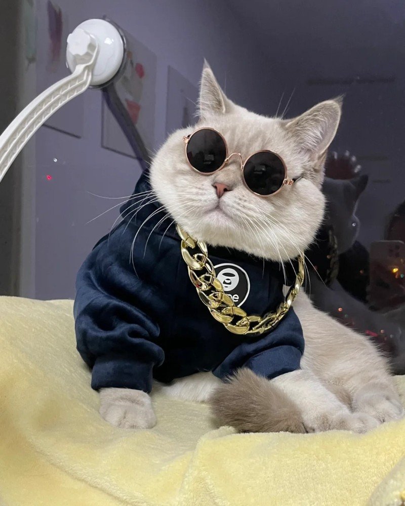 Hình nền động vật cute với mèo đeo kính