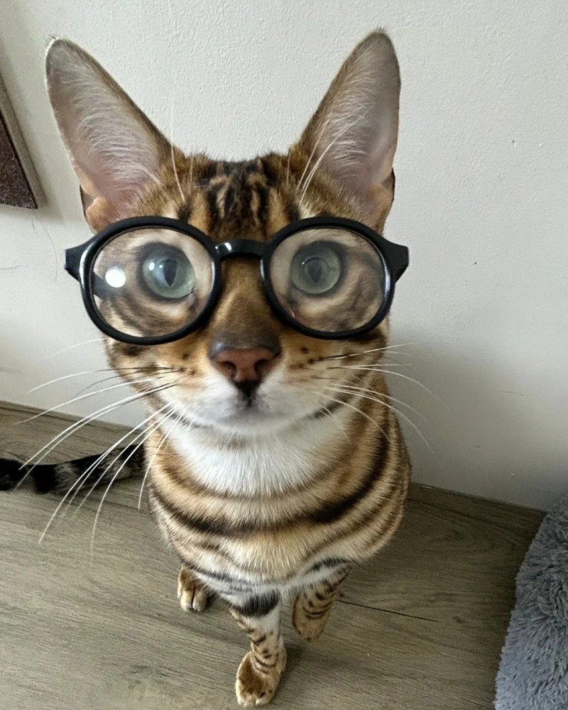 Ảnh mèo đeo kính phong cách kawaii